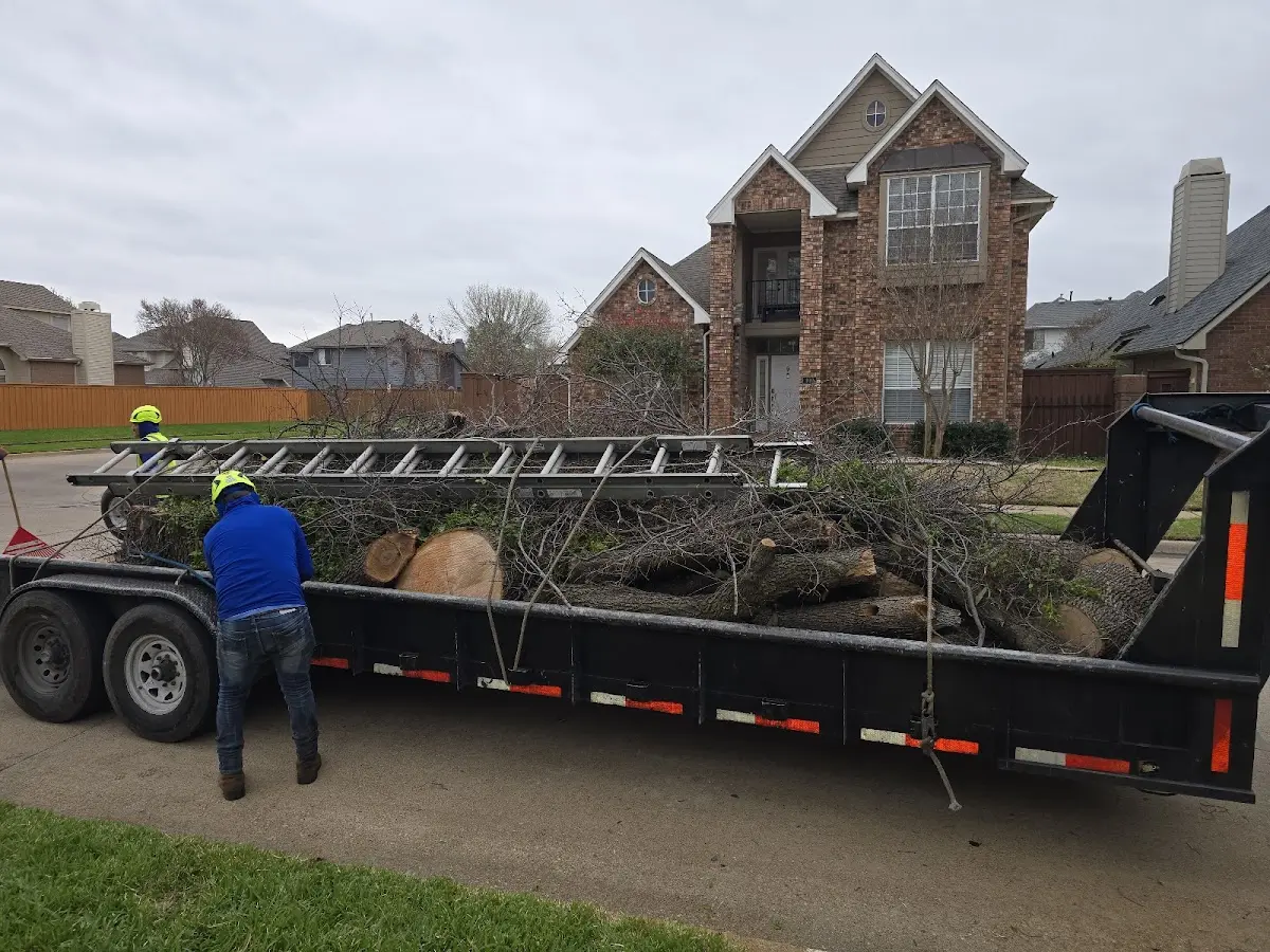 Expert Tree Pest Control with proper safety equipment in Grawn